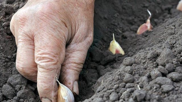 Как вырастить крупный чеснок в сибири