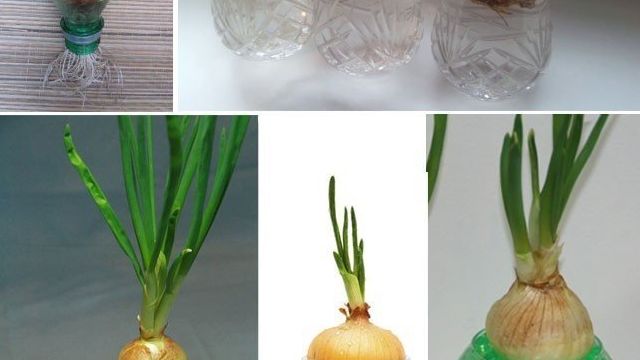 Как вырастить зеленый лук дома в земле