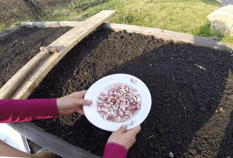 Посев фасоли в открытый грунт весной
