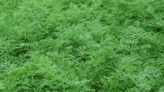 Выращивание укропа в теплице на зелень